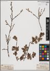 Foto von Salix aurita L.